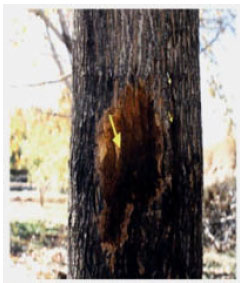 Image for - Occurrence of Shallow Bark Canker of Walnut (Juglans regia) in Southern Provinces of Iran