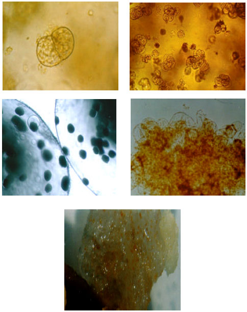 Image for - Effects of Different Hormonal Treatments on the Callus Production and Plantlet Regeneration in Saffron (Crocus sativus L.)