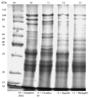 Image for - Evaluation of Different Wheat Varieties by SDS-PAGE Electrophoresis