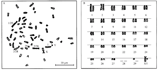 Image for - New Robertsonian Translocation Chromosomes in Captive Thai Gaur (Bos gaurus readei)
