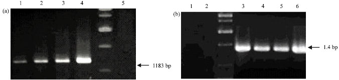 Image for - Double Mutation in Tomato Ribosomal Protein L3 cDNA Confers Tolerance to Deoxynivalenol (DON) in Transgenic Tobacco
