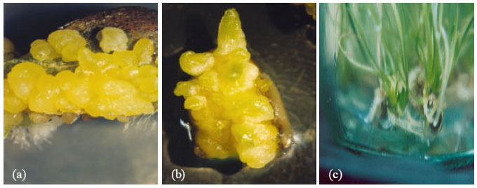 Image for - In vitro Propagation of Lilium longiflorum Var. Ceb-Dazzle Through Direct Somatic Embryogenesis