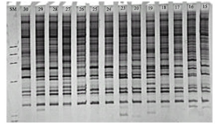 Image for - Genetic Variation of Jointed Goatgrass (Aegilops cylindrica Host.) From Iran Using RAPD-PCR and SDS-PAGE of Seed Proteins