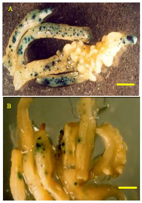 Image for - Effect of Integrated Bombardment and Agrobacterium Transformation System on Transient GUS Expression in Hypocotyls of Rapeseed (Brassica napus L. cv. PF704) Microspore-Derived Embryos