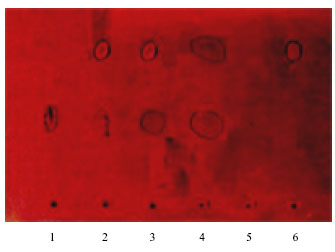Image for - A Study of Tannic Acid Degradation by Soil Bacteria