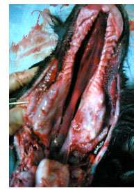 Image for - Cleft Palate in a Male Water Buffalo Calf
