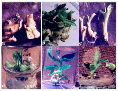 Image for - Micro-Propagation Efficiency in Banana (Musa sp.) under Different  Immersion Systems