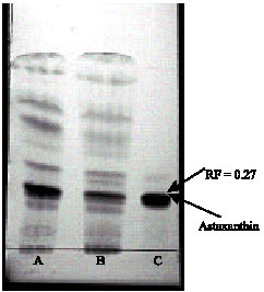 Image for - Purification of Astaxanthin from Mutant of Phaffia rhodozyma JH-82 Which Isolated from Forests Trees of Iran