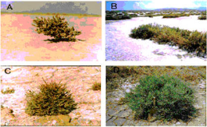 Image for - Morphological Study of Salicornieae (Chenopodiaceae) Native to Iran