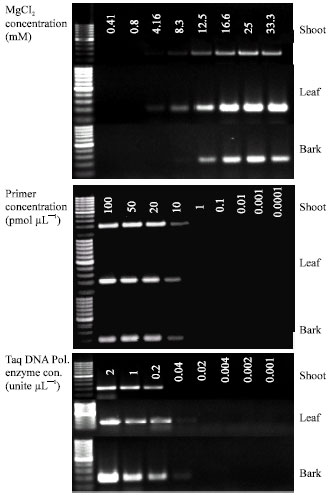 Image for - Optimization of cDNA Amplification of Apricot Latent Virus (ApLV) from Various Plant Tissues Sources