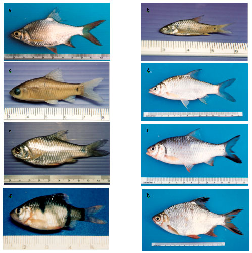 Image for - A Morphological Identification in Fish of the Genus Puntius Hamilton 1822 (Cypriniformes: Cyprinidae) of Some Wetlands in Northeast Thailand