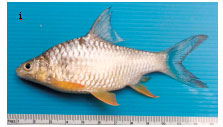 Image for - A Morphological Identification in Fish of the Genus Puntius Hamilton 1822 (Cypriniformes: Cyprinidae) of Some Wetlands in Northeast Thailand
