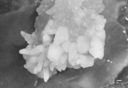 Image for - Somatic Embryogenesis from Leaf Explants of Gladiolus anatolicus (Boiss.) Stapf