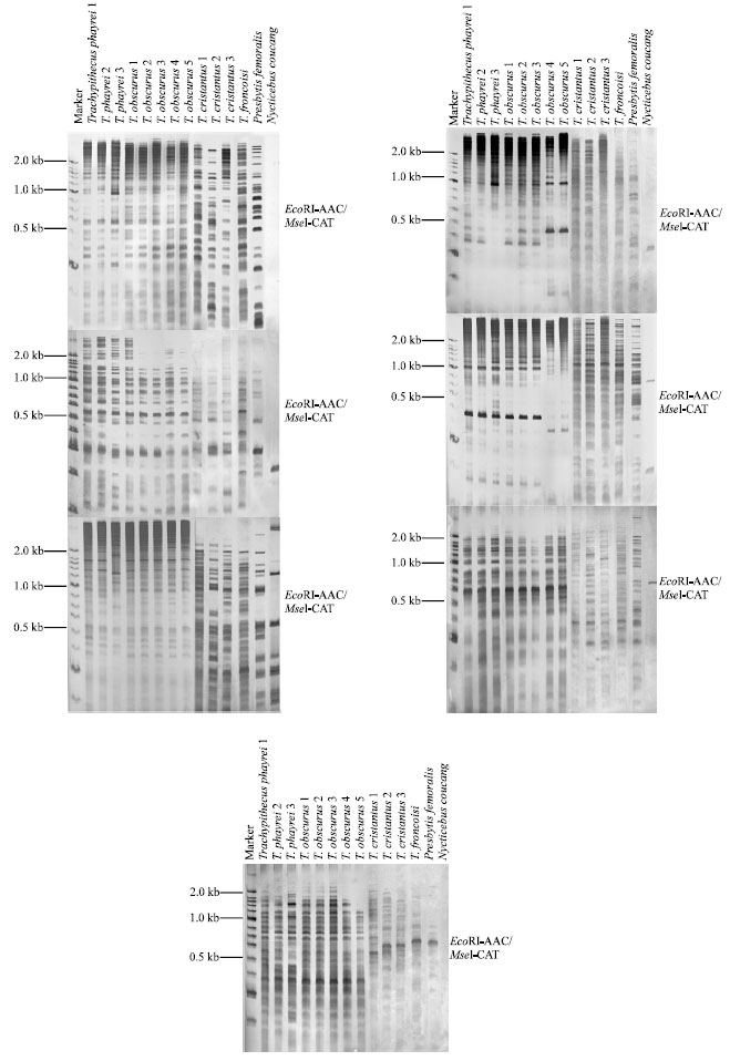 Image for - Genetic Relationships of Langur Species Using AFLP Markers