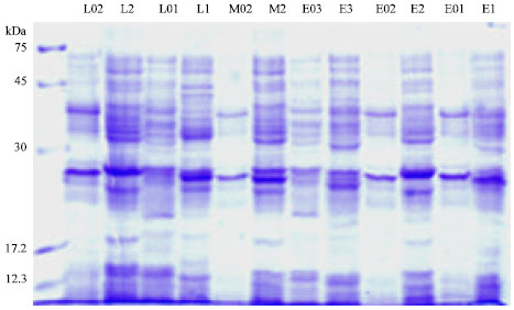 Image for - Molecular Study of Salmonella enteritidis in Poultry Samples by PCR, Plasmid Curing, Antibiotic Resistance and Protein Pattern Analysis