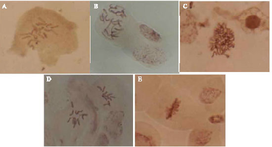 Image for - Ferula gummosa Boiss. Embryogenic Culture and Karyological Changes