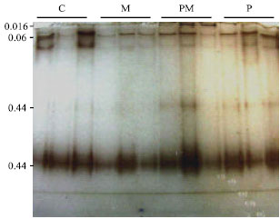 Image for - Effect of Mycorrhizal Fungi on Some Defense Enzymes Against Gaeumannomyces  gaminis in Wheat