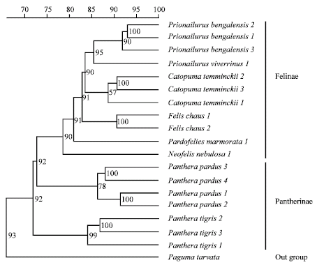Image for - Genetic Relationships among Wild Felidae in Thailand Using AFLP Markers