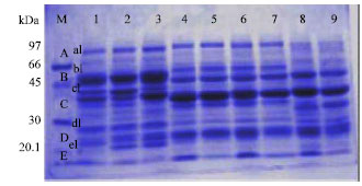 Image for - Electrophoretic Analysis of Total Protein Profiles of Some Lathyrus L. (Sect. Cicercula) Grown in Turkey