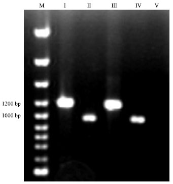Image for - Detection of Cloned strR, an Antibiotic Regulatory Gene, using RFLP and Nested PCR