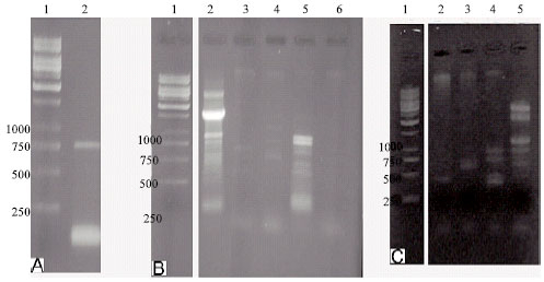 Image for - Molecular Detection of Streptomyces griseus Isolated from Isfahan Soil