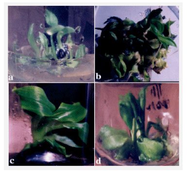 Image for - Micro-Propagation Efficiency in Banana (Musa sp.) under Different  Immersion Systems