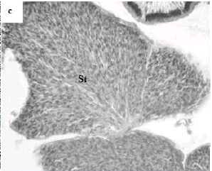 Image for - The Effects of Gokshura, Tribulus terrestris on Sex Reversal  of Guppy, Poecilia reticulata