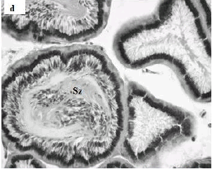 Image for - The Effects of Gokshura, Tribulus terrestris on Sex Reversal  of Guppy, Poecilia reticulata