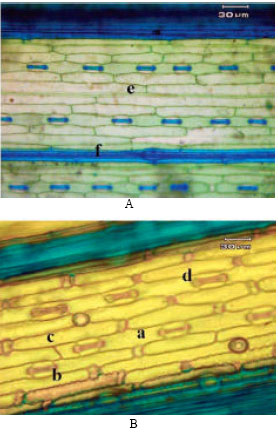 Image for - Systematic Study of Annual Weed Phalaris minor Retz. (Poaceae) in Iran