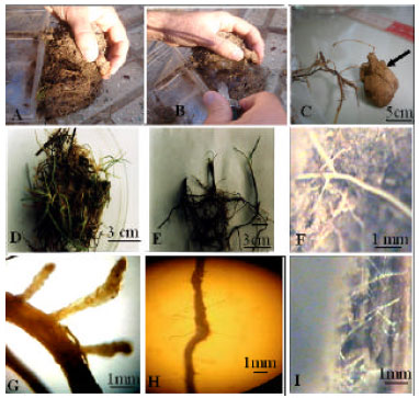 Image for - Evaluation of Morphology, Cytology and Mycorrhizal Relationships of Desert Truffles (Terfezia boudieri) in Iran