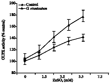 Image for - Effect of Arbuscular Mycorrhizal (G. etunicatum) Fungus on Antioxidant Enzymes Activity under Zinc Toxicity in Lettuce Plants
