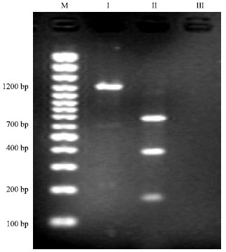 Image for - Detection of Cloned strR, an Antibiotic Regulatory Gene, using RFLP and Nested PCR
