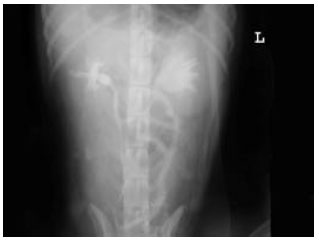 Image for - Clinical and Radiological Findings Following Continent Urinary Diversion with Colonic Segment in Dog