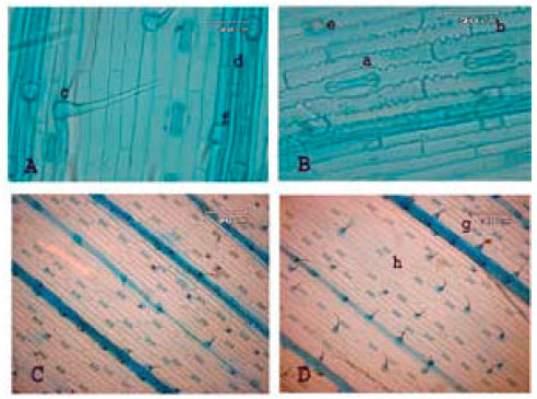 Image for - A Morphological and Anatomical Study of an Annual Grass Eremopyrum (Poaceae) in Iran