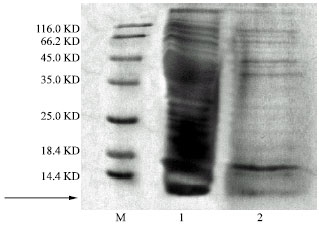 Image for - Assaying the Presence of Histone-Like Protein HU in Halobacillus karajensis
