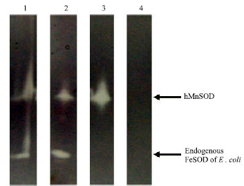 Image for - Cloning of Active Human Manganese Superoxide Dismutase and its Oxidative Protection in Escherichia coli