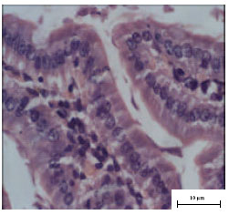 Image for - The Histological Examination of Mus musculus’ Stomach Which Was Exposed to Hunger and Thirst Stress: A Study with Light Microscope
