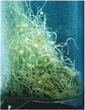 Image for - Shoot Micropropagation and Microtuberization in Potato (Solanum tuberosum L.) By the Semi-Continuous Bioreactor
