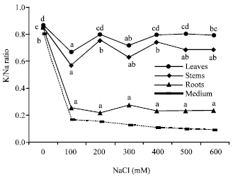 Image for - The Effect of Sodium Chloride Salinity on the Growth, Water Status and Ion Content of Phragmites communis Trin