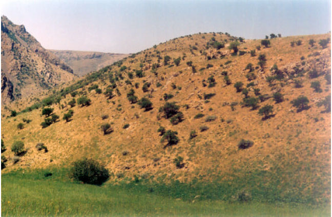 Image for - Ecological Study in Forest Reserve of Ghasemloo (Shohada) Valley and it`s Adjacent Areas, Urmia- Iran