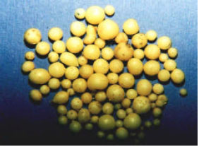 Image for - Shoot Micropropagation and Microtuberization in Potato (Solanum tuberosum L.) By the Semi-Continuous Bioreactor
