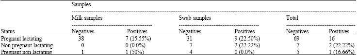 Image for - Investigation of Mycoplasma agalactiae in Milk and Conjunctival Swab Samples from Sheep Flocks in West Central, Iran