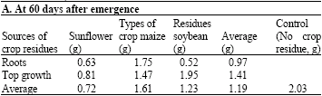 Image for - Effects of Crop Residues of Sunflower (Helianthus annuus), Maize (Zea mays L.) and Soybean (Glycine max) on Growth and Seed Yields of Sunflower