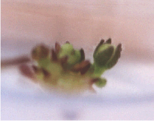 Image for - Plant Regeneration and Floral Bud Formation from Intact Floral Parts  of African Violet (Saintpaulia ionantha H. Wendl.) Cultured in  vitro