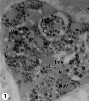 Image for - The Study of Vitelline Gland of Haploporus lateralis (Digenea: Trematoda)