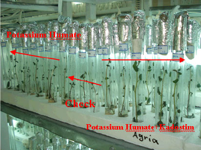Image for - Shortening Transplantation Periods of Potato Plantlets by Use of Potassium Humate and Kadostim and Their Effects on Mini-tuber Production