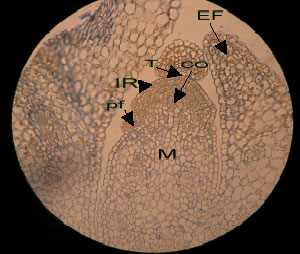 Image for - Ultrastructural Changes in Shoot Apical Meristem of Canola (Brassica napus cv. Symbol) Treated with Sodium Chloride