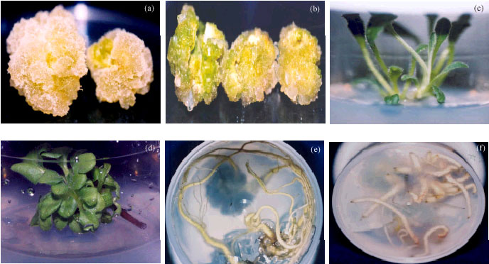 Image for - Growth Optimization and Organogenesis of Gerbera jamesonii Bolus ex. Hook f. in vitro