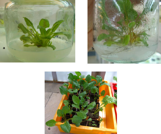 Image for - Screening of Sugar Beet Tissue Culture Clones for Resistance to Rhizomania Disease