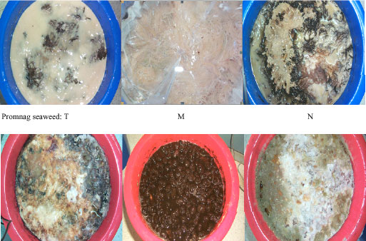 Image for - Effects of Initial Air Removal Methods on Microorganisms and Characteristics of Fermented Plant Beverages